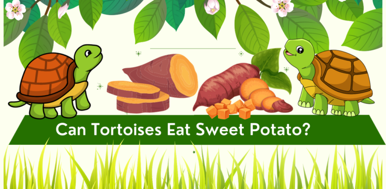 Can Tortoises Eat Sweet Potatoes?