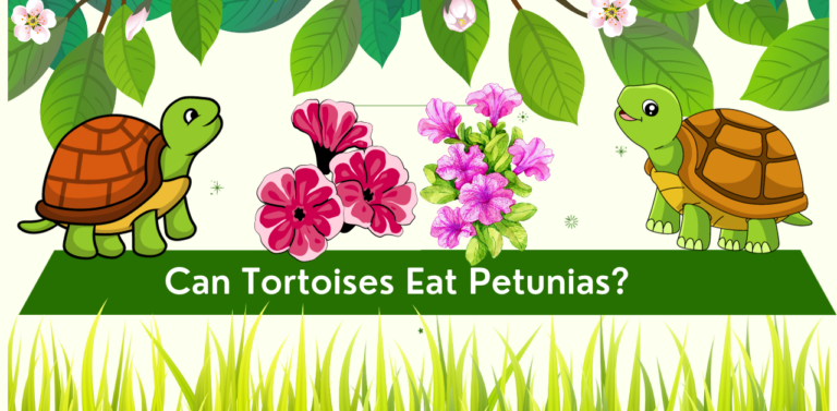 Can Tortoises Eat Petunias? Exploring the Suitability of Petunias: