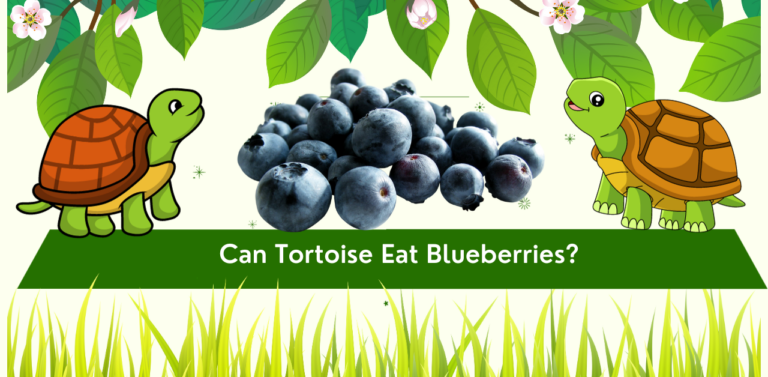 Can Tortoises Eat Blueberries? The Surprising Truth About Tortoise