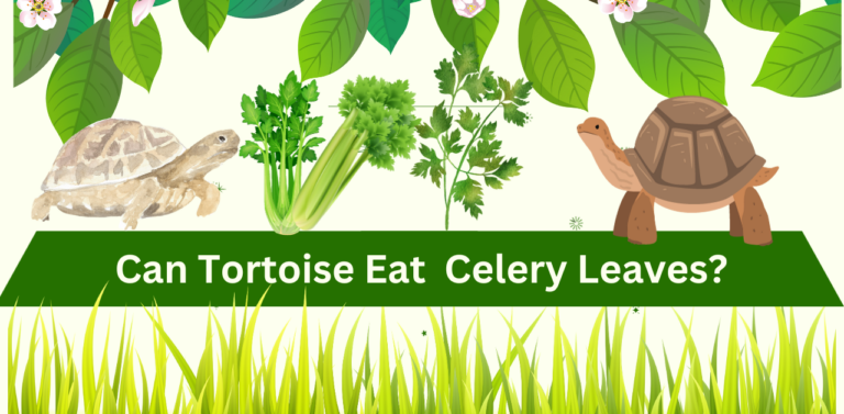 Can Tortoises Eat Celery Leaves? This Leafy Green Delicacy: