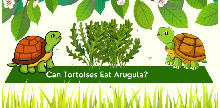 Can Tortoises Eat Arugula? A Comprehensive Guide: