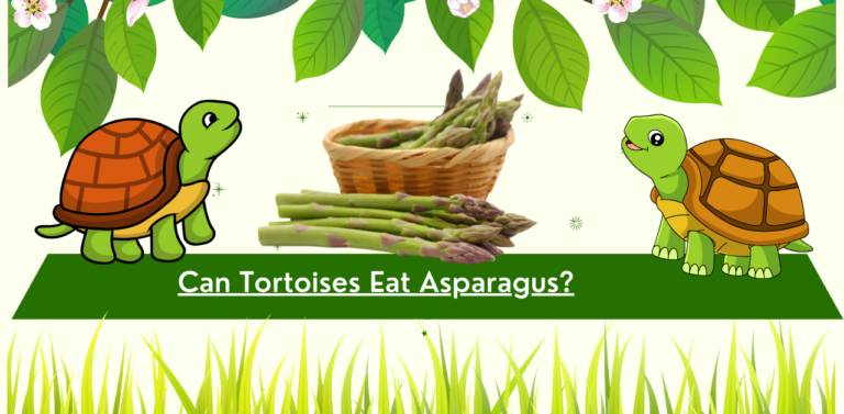 Can Tortoises Eat Asparagus?