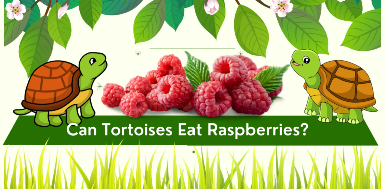 Can Tortoises Eat Raspberries? Unveiling the Secrets of a Berry Delight: