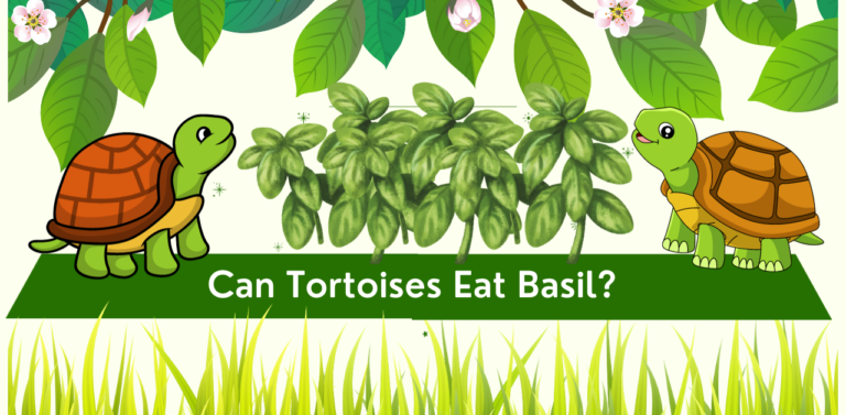 Can Tortoises Eat Basil?