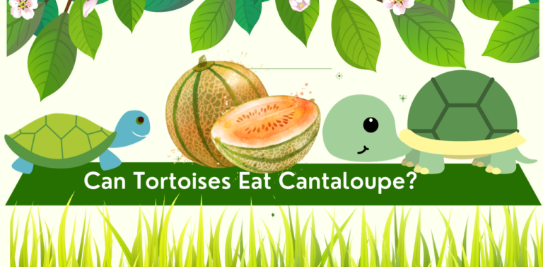 Can Tortoises Eat Cantaloupe? A Guide to Feeding Your Slow-Moving Friends