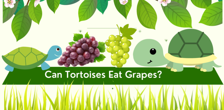 Can Tortoises Eat Grapes? A Deeper Look at Tortoise Nutrition