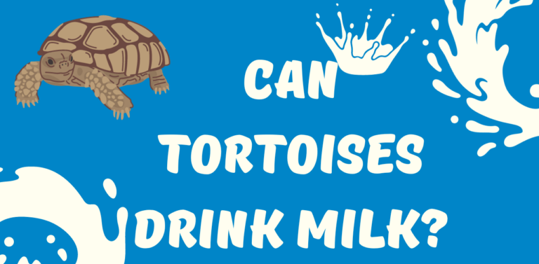 Can Tortoises Drink Milk? Uncovering the Dietary Needs of Shelled Reptiles