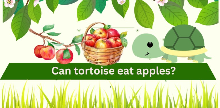  Can Tortoises Eat Apples? An Apple a Day: