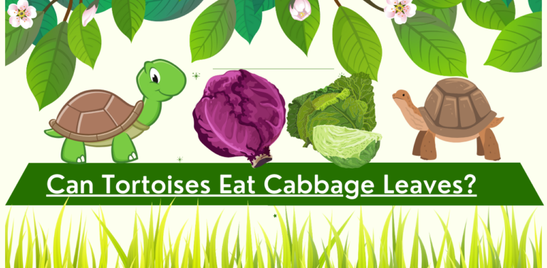 Can Tortoises Eat Cabbage Leaves? A Guide to Tortoise Diet