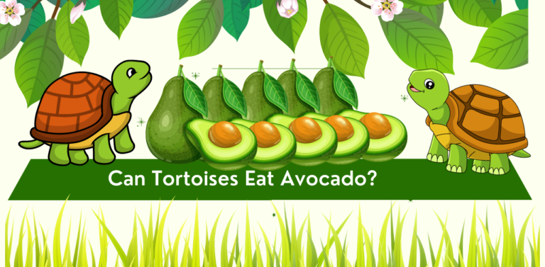 Can Tortoises Eat Avocado? Unveiling the Truth About This Fruit: