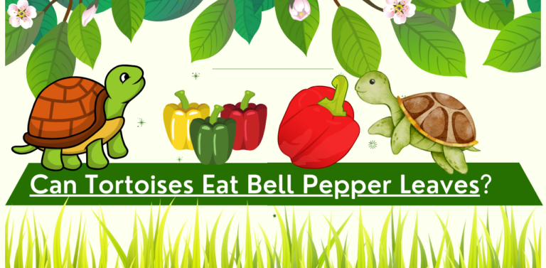 Can Tortoises Eat Bell Pepper Leaves? A Nutritional Perspective