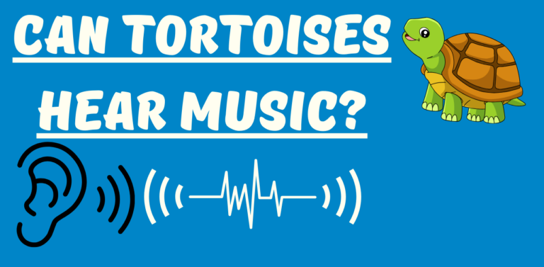 Can Tortoises Hear Music? Unlocking the Musical World