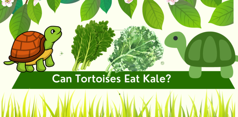 Can Tortoises Eat Kale? Exploring the Tortoise Diet: