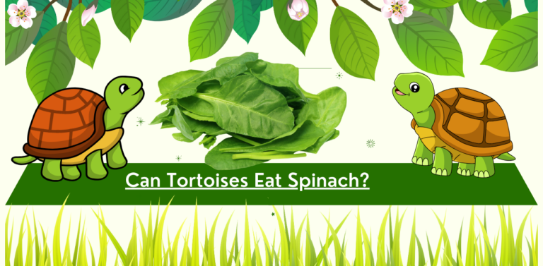 Can Tortoises Eat Spinach? Spinach and Tortoises: