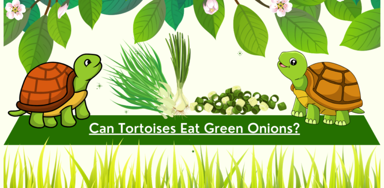 Can Tortoises Eat Green Onions? Exploring the Green Onions in a Tortoise