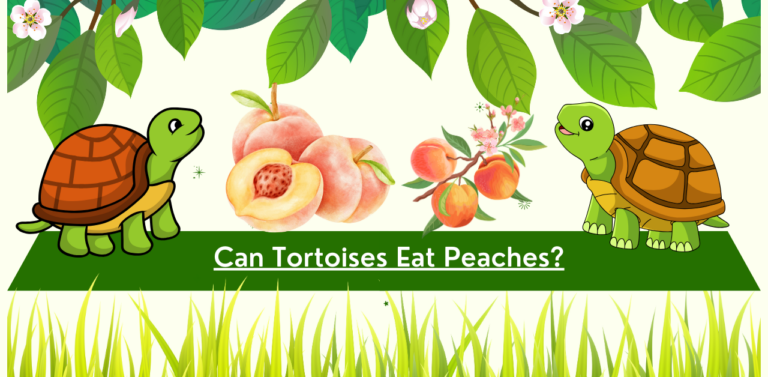 Can Tortoises Eat Peaches? A Comprehensive Guide: