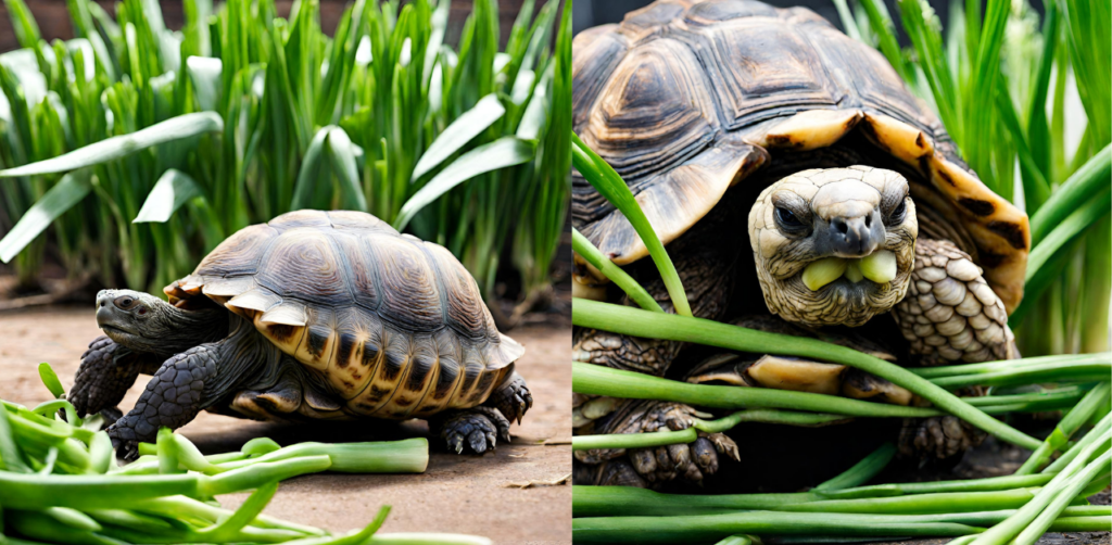 Can Tortoises Eat Green Onions?