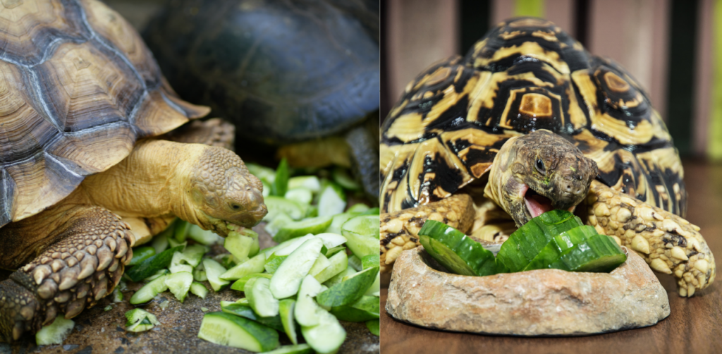 Can Tortoises Eat Cucumber?