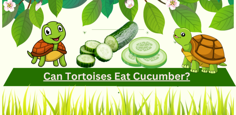 Can Tortoises Eat Cucumber? A Comprehensive Guide”