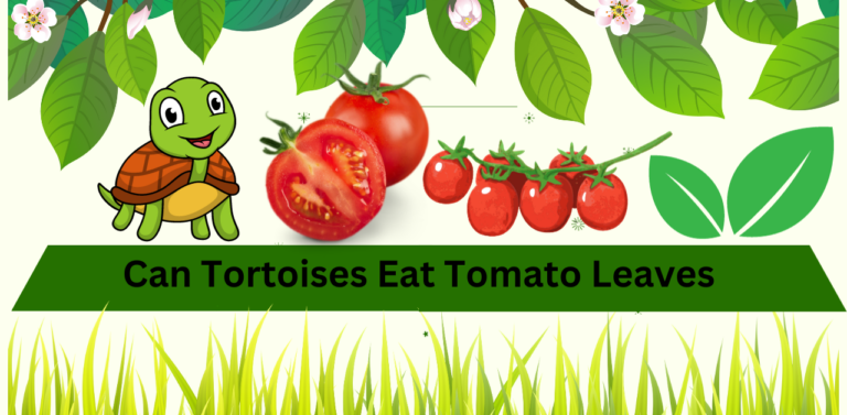 Can tortoises eat tomato leaves? A Closer Look at Tortoise