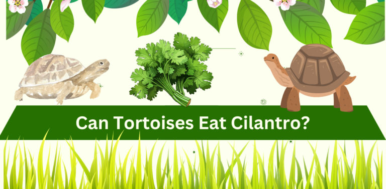 Can Tortoises Eat Cilantro? A Comprehensive Guide