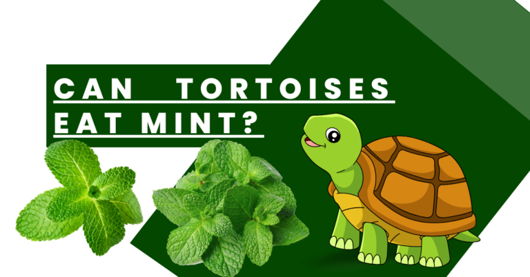 Can Tortoises Eat Mint? An Insight into the Diet of These Gentle Reptiles