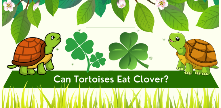 Can Tortoises Eat Clover? A Guide to Clover Consumption for Tortoises
