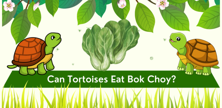 Can Tortoises Eat Bok Choy? Exploring the Nutritional Compatibility