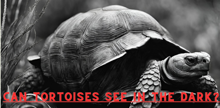 Hidden World of Tortoise: Can Tortoises See in the Dark?
