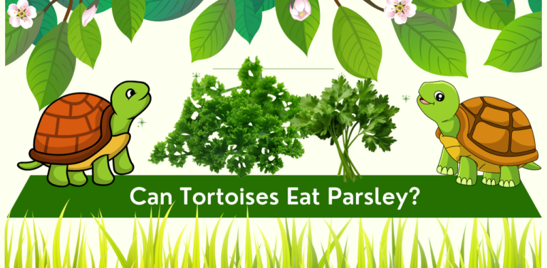 Feeding Fido and Friends: Can Tortoises Eat Parsley?