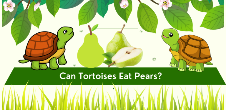 Can Tortoises Eat Pears?