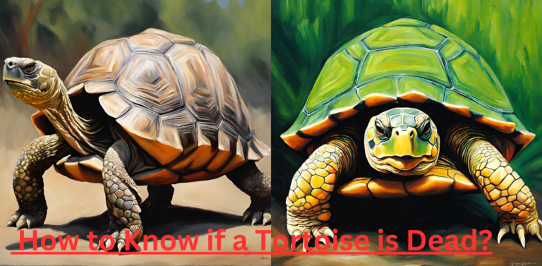 Understanding the Signs: How to Know if a Tortoise is Dead?