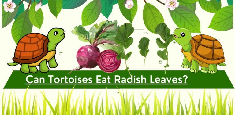 Can Tortoises Eat Radish Leaves? A Nutritional Guide