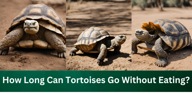 Resilience in Repose: How Long Can Tortoises Go Without Eating?