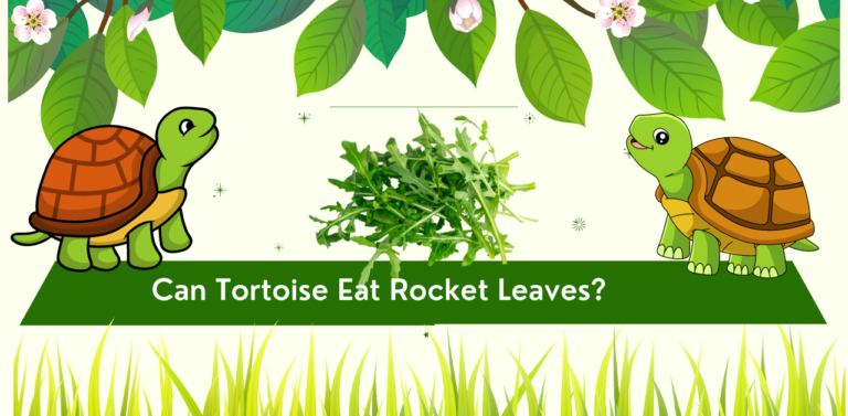 Can Tortoise Eat Rocket Leaves? Nutritional Benefits