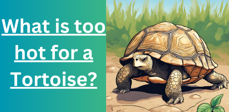 What is too hot for a Tortoise?