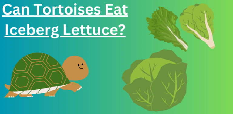 Can Tortoises Eat Iceberg Lettuce? Understanding the Diet