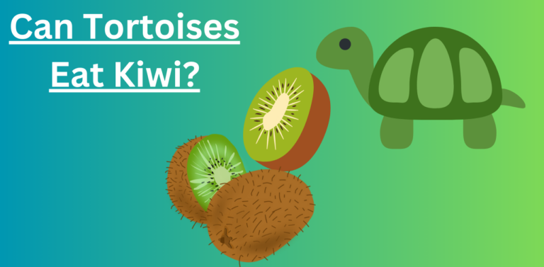 Can Tortoises Eat Kiwi?