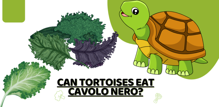 Can Tortoises Eat Cavolo Nero? A Nutritional Exploration