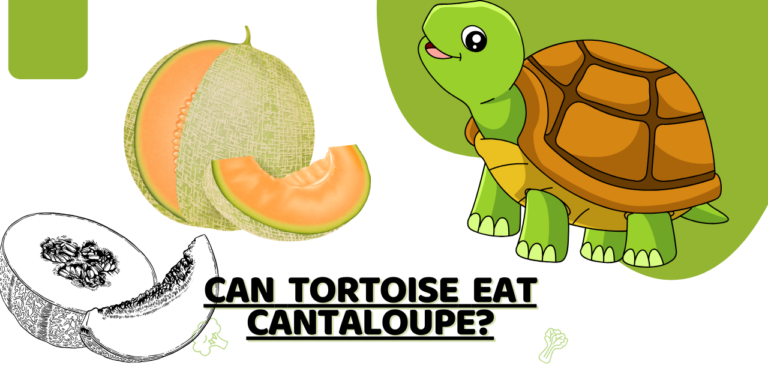Can Tortoise Eat Cantaloupe? Feeding Cantaloupe to Tortoises: