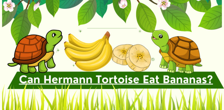 Can Hermann Tortoise Eat Bananas? Exploring the Feasibility of Offering Bananas