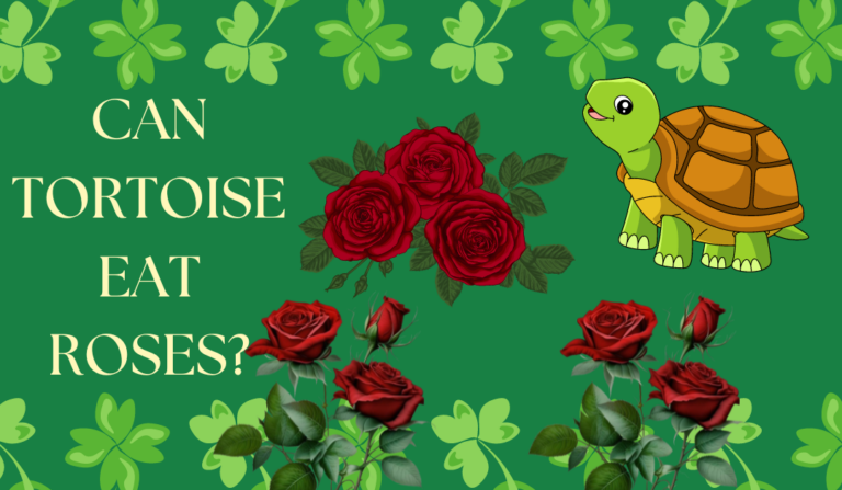 Can Tortoise Eat Roses? Rose Petals and Tortoises