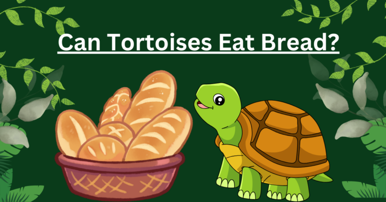 Can Tortoises Eat Bread?