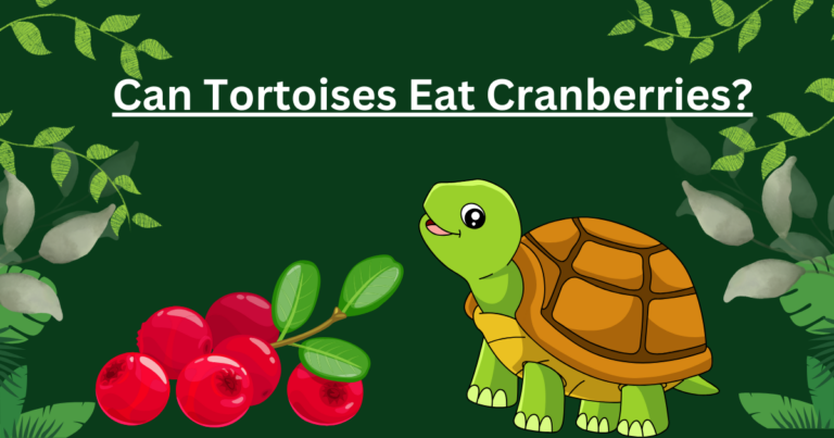 Can Tortoises Eat Cranberries? A Berry Contemplation