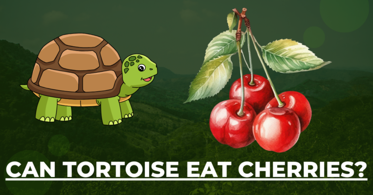 Feeding Tortoises: Can Tortoise Eat Cherries?