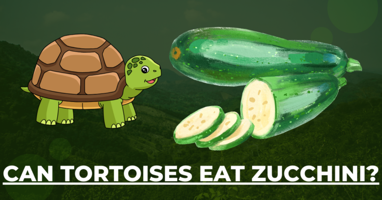 A Healthy Diet for Russian Tortoises: Can Tortoises Eat Zucchini?
