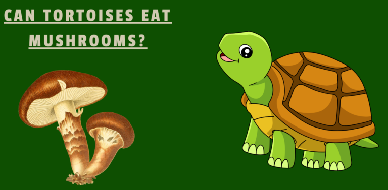 Can Tortoises Eat Mushrooms? Shell Shock: