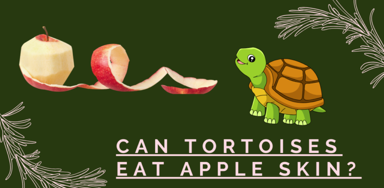 Can Tortoises Eat Apple Skin? A Nutritional Insight
