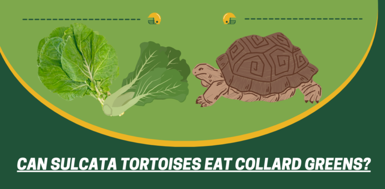 Can Sulcata Tortoises Eat Collard Greens? Feeding Sulcata Tortoises