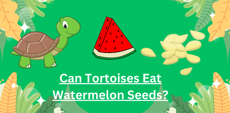 Can Tortoises Eat Watermelon Seeds? Nutritional Considerations